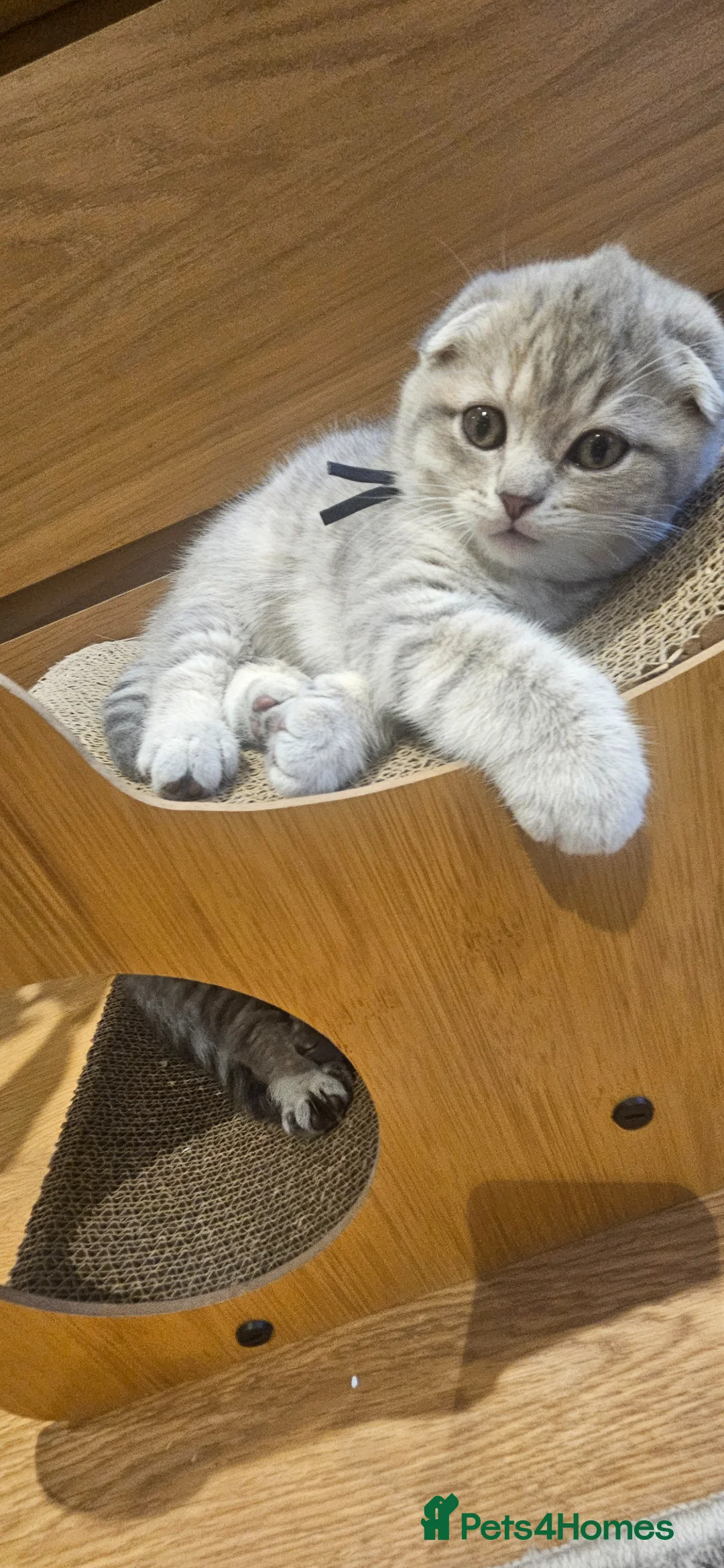 Scottish Fold cats for sale: 🥳PRICE REDUCED! 🥳CUTE PEDIGREE KITTENS!!!🤩  - Advert 22