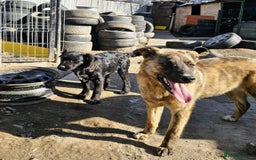 Mixed Breed dogs for adoption: PEPPER - a superb, gentle boy, for a Loving Home - Image 9