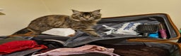 Maine Coon cats for sale: Maine coons Nellie & Dollie to stay as a pair.  - Advert 9