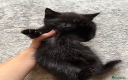 European cats for sale: Kittens looking for forever home - Image 7