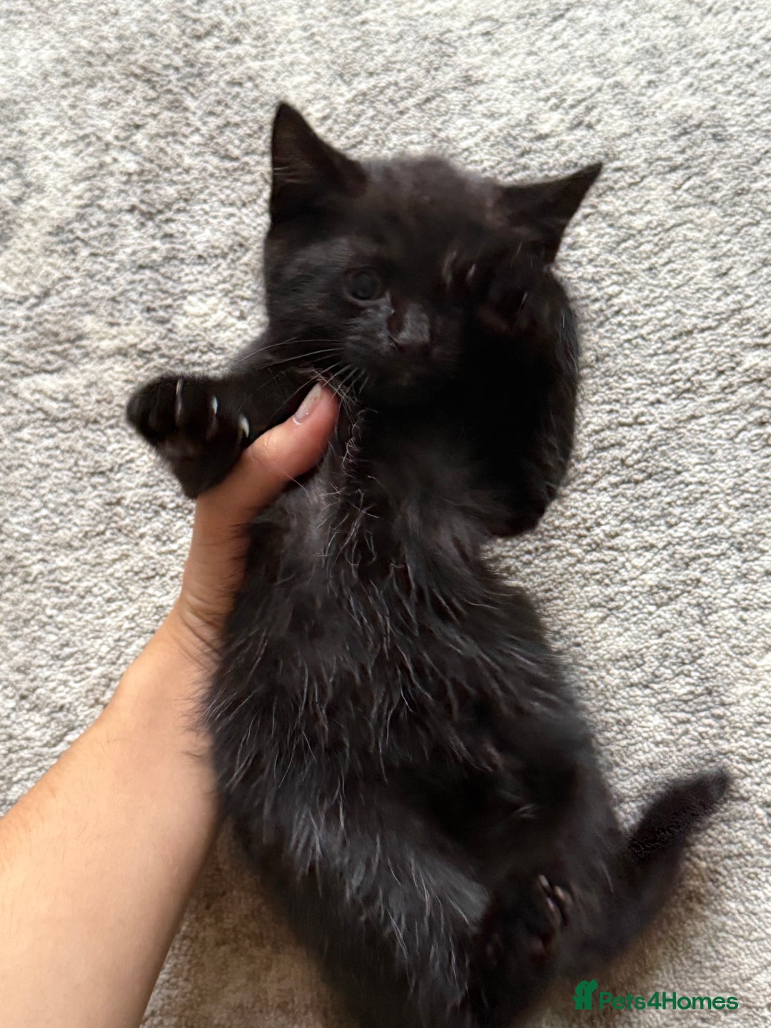 European cats for sale: Kittens looking for forever home - Image 7