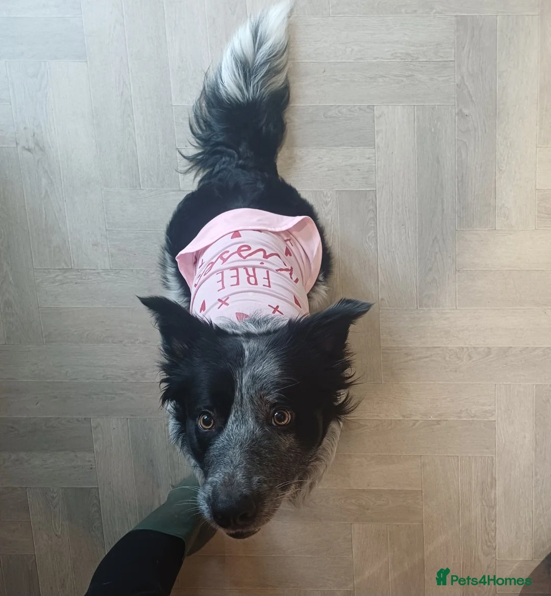 Border Collie dogs for sale: Cassidy in Bury - Advert 4