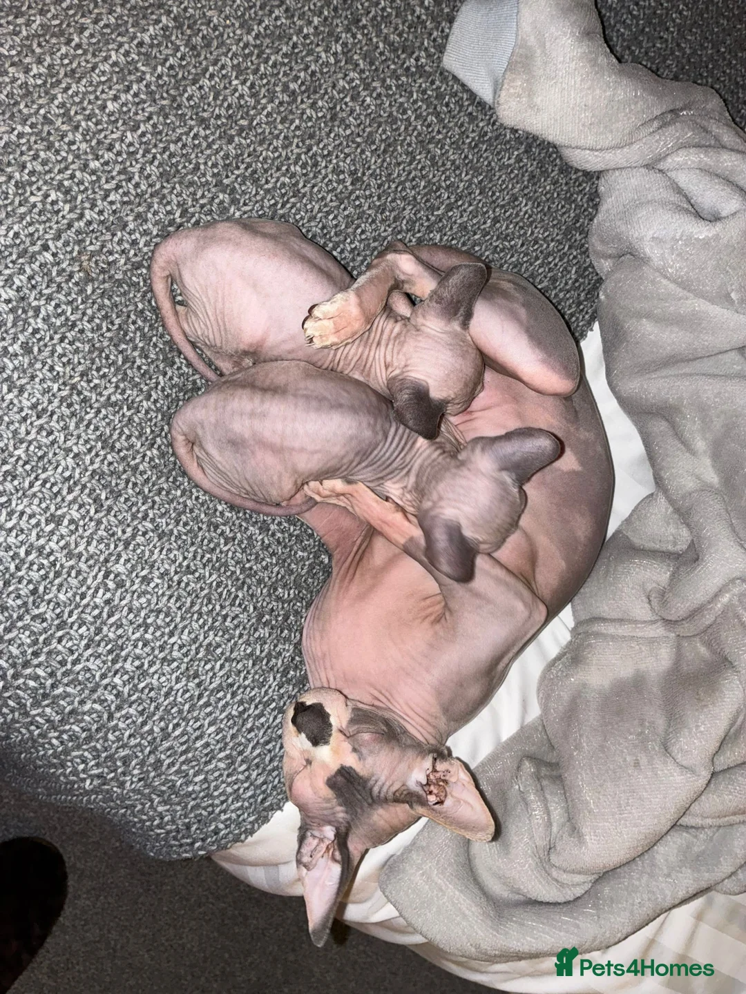 Sphynx cats for sale: Boy sphynx x 2 in Crawley - Advert 2