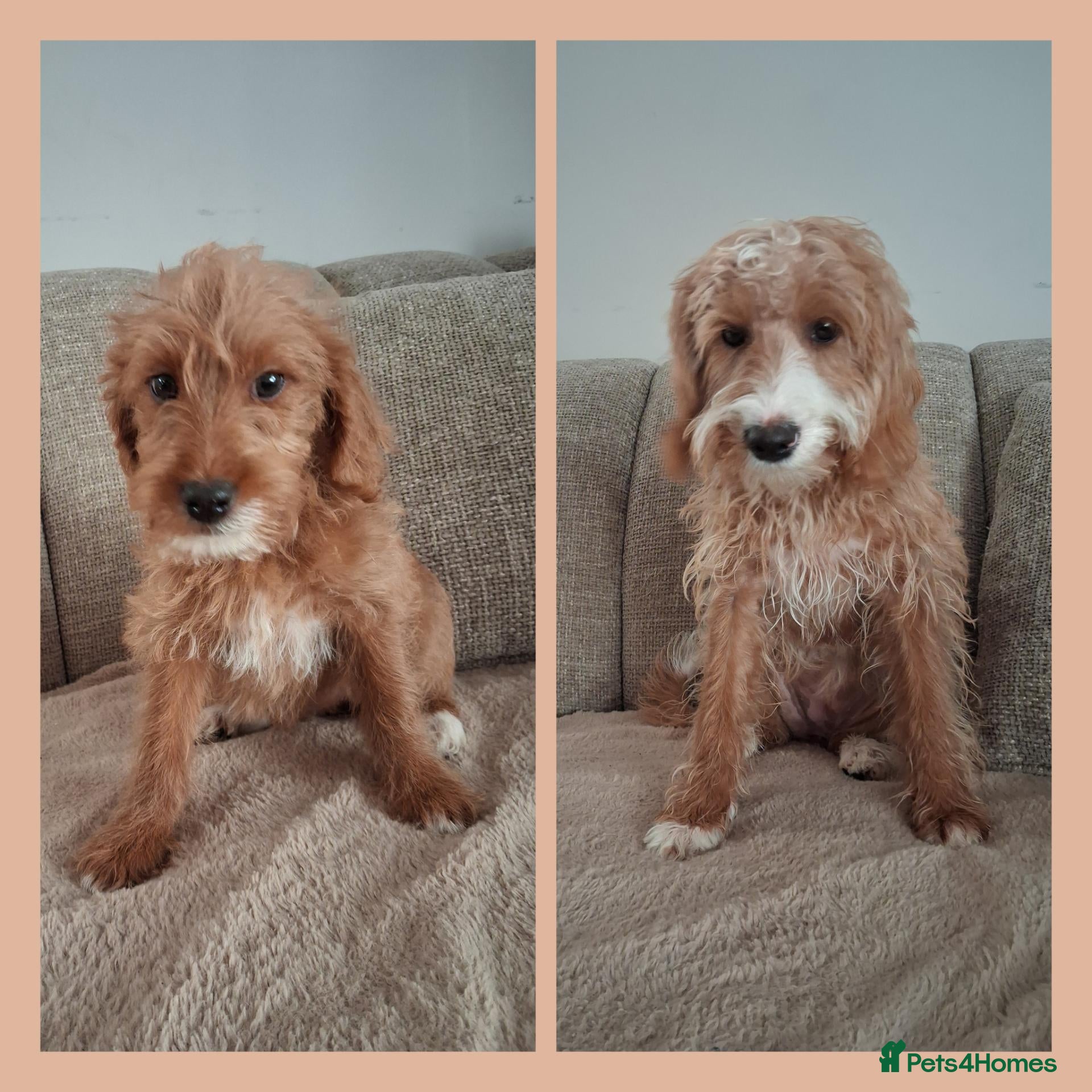 Australian Labradoodle dogs for sale: Miniature Australian labradoodles - Advert 1
