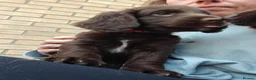 Cocker Spaniel dogs for sale: Last little boy - Advert 2