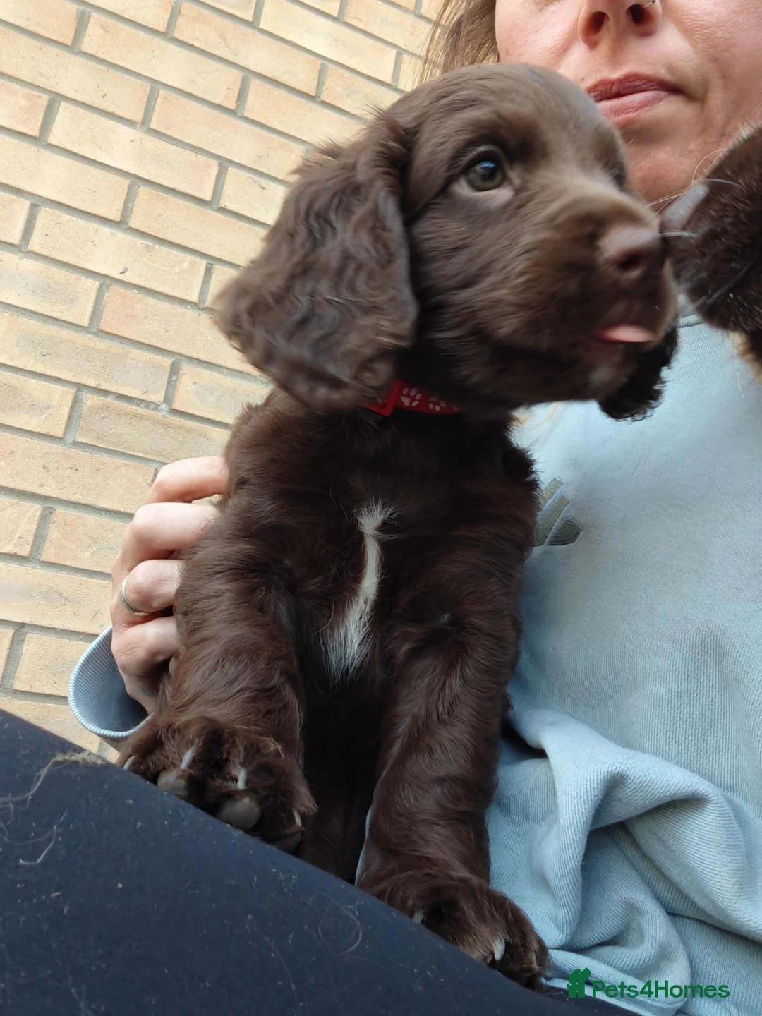Cocker Spaniel dogs for sale: Last little boy - Advert 2
