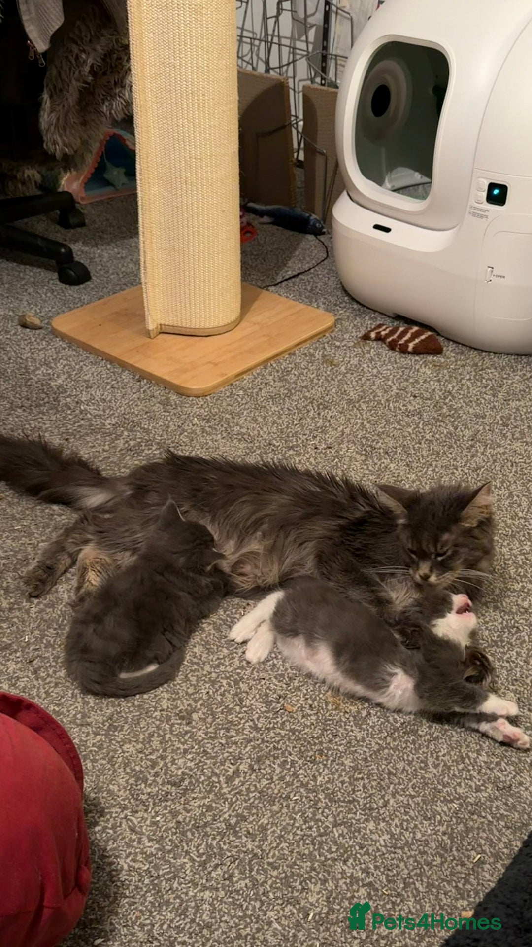 Maine Coon cats for sale: Unsexed greys with white mittens - Advert 3
