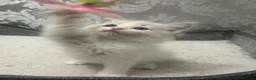 Ragdoll cats for sale: Stunning Ragdoll kittens - Advert 21