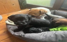 Mixed Breed dogs for sale: Gorgeous Plummer Terrier X Toy Poodle - Image 17