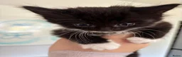 Mixed Breed cats for sale: Five black and white and black kittens  in Braintree - Advert 3