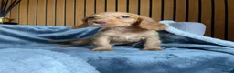 Cocker Spaniel dogs for sale: KC reg Working cockers - Outstanding pedigree - Advert 23