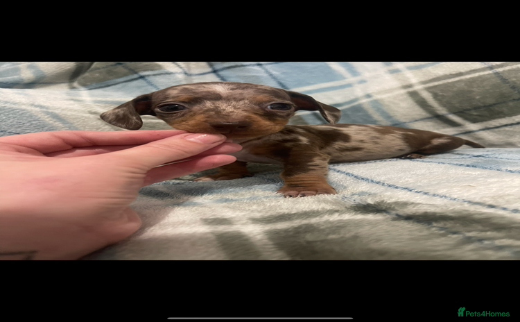 Miniature Dachshund dogs - Advert 14