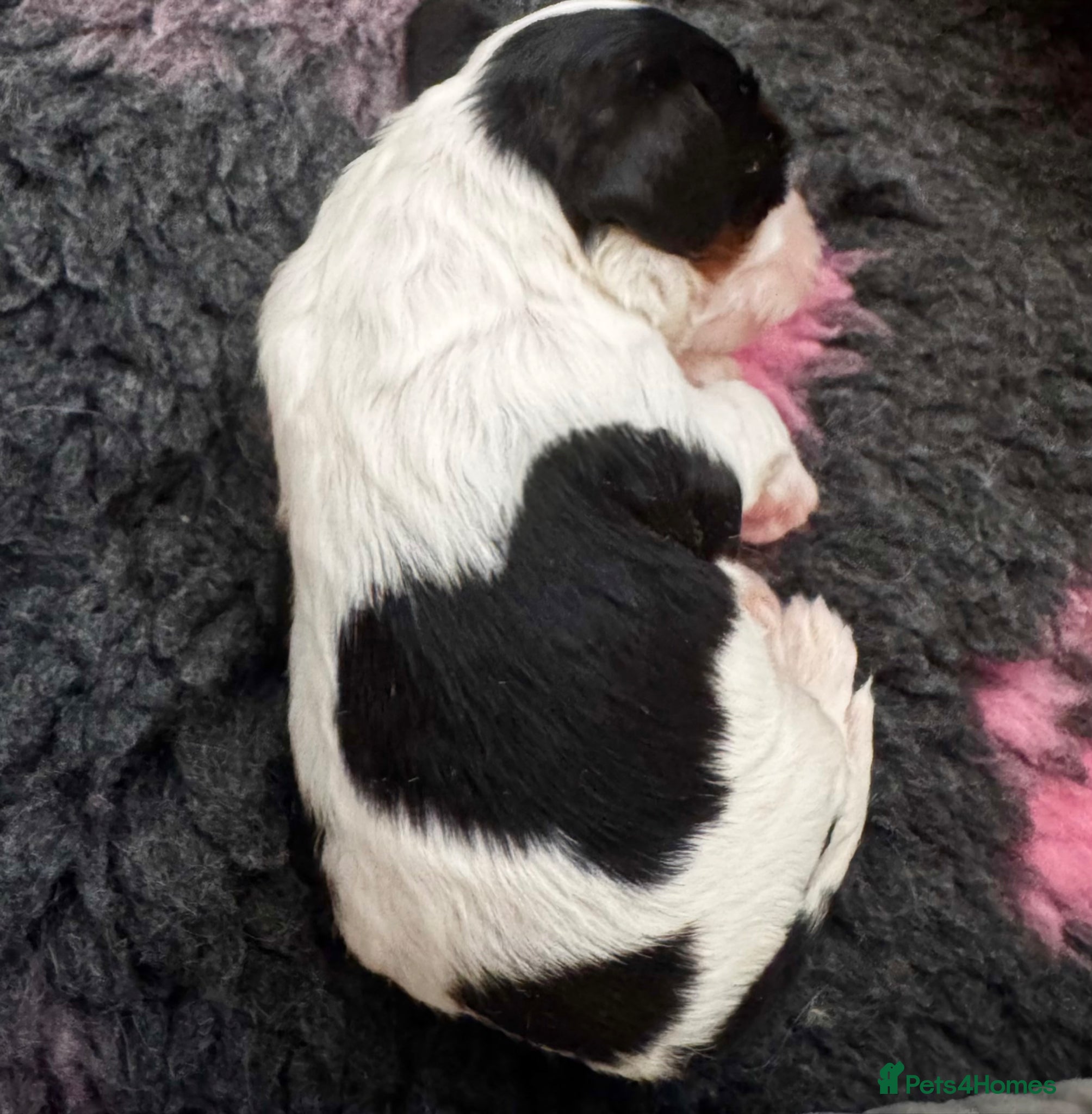 Cavalier King Charles Spaniel dogs KC reg.⭐️ Chocolate carrier⭐️DNA tested COI 0.2!⭐️ - Advert 14