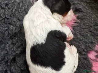 Cavalier King Charles Spaniel dogs KC reg.⭐️ Chocolate carrier⭐️DNA tested COI 0.2!⭐️ - Advert 14