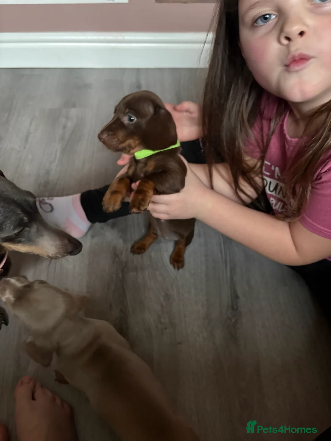 Miniature Dachshund dogs for sale: Miniature dachshund  - Advert 11