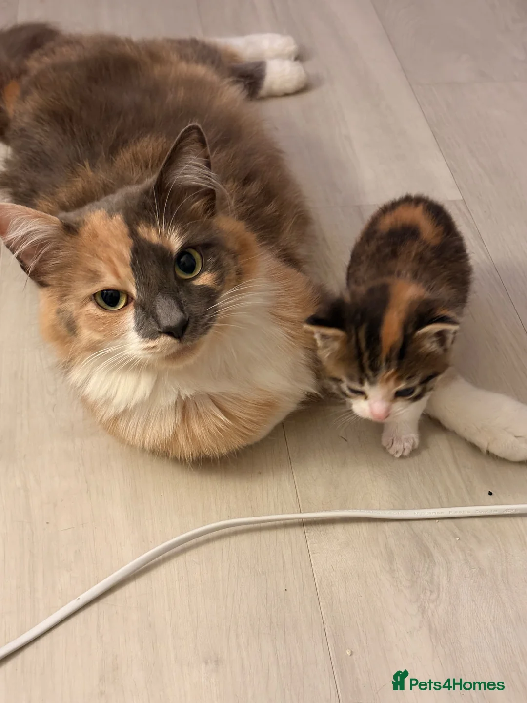 Mixed Breed cats for sale: Gorgeous kittens  - Advert 1
