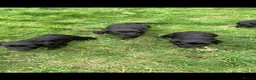 Labrador Retriever dogs for sale: Fantastic Labrador Pups - Advert 2