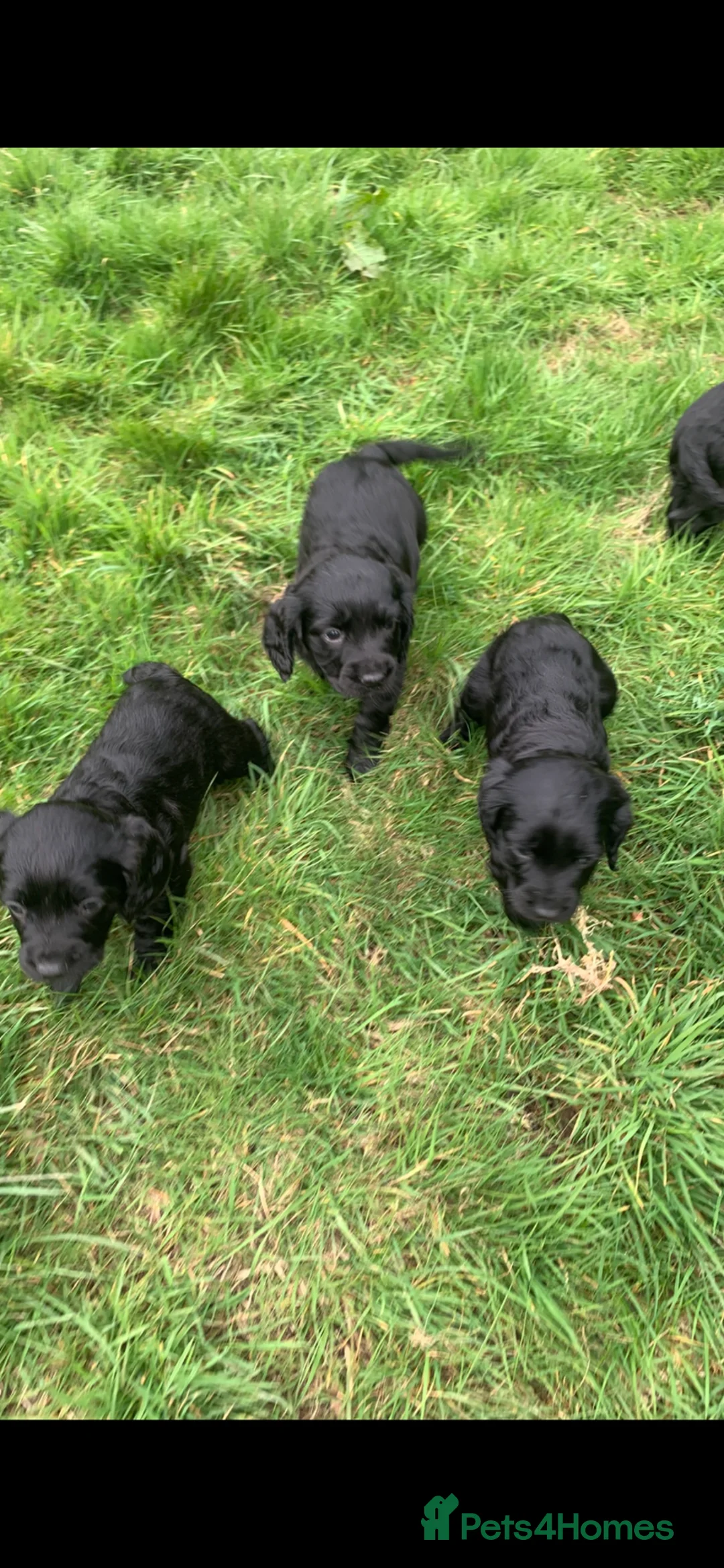 Labrador Retriever dogs for sale: Fantastic Labrador Pups - Advert 2