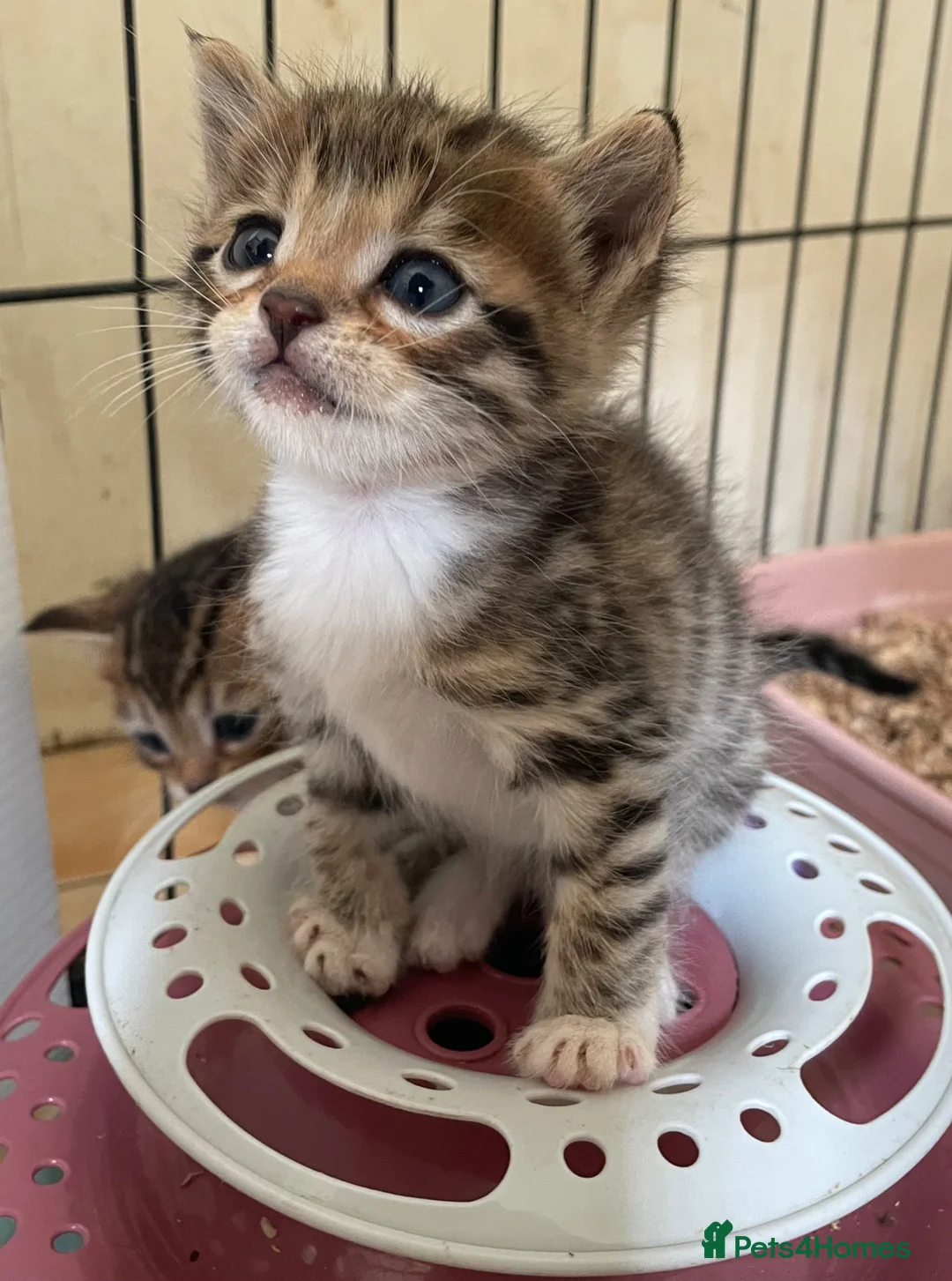 Mixed Breed cats for sale: Bengal X Scottish straight ear fluffy kittens - Advert 1