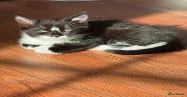 Persian cats - Advert 13