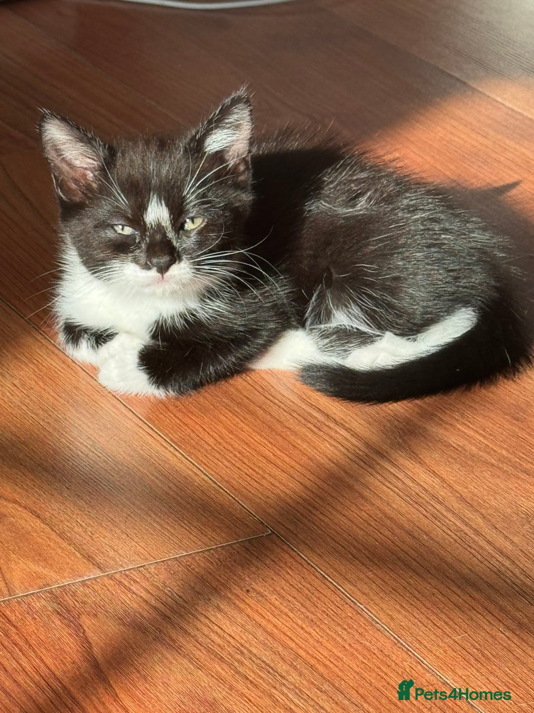 Persian cats for sale: Two Female Mixed Pedigree kittens  - Image 2