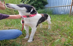 Mixed Breed dogs for adoption: OTIS - a Handsome and gentle boy for a Loving Home - Image 31