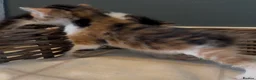 Mixed Breed cats for sale: Kittens - Advert 28