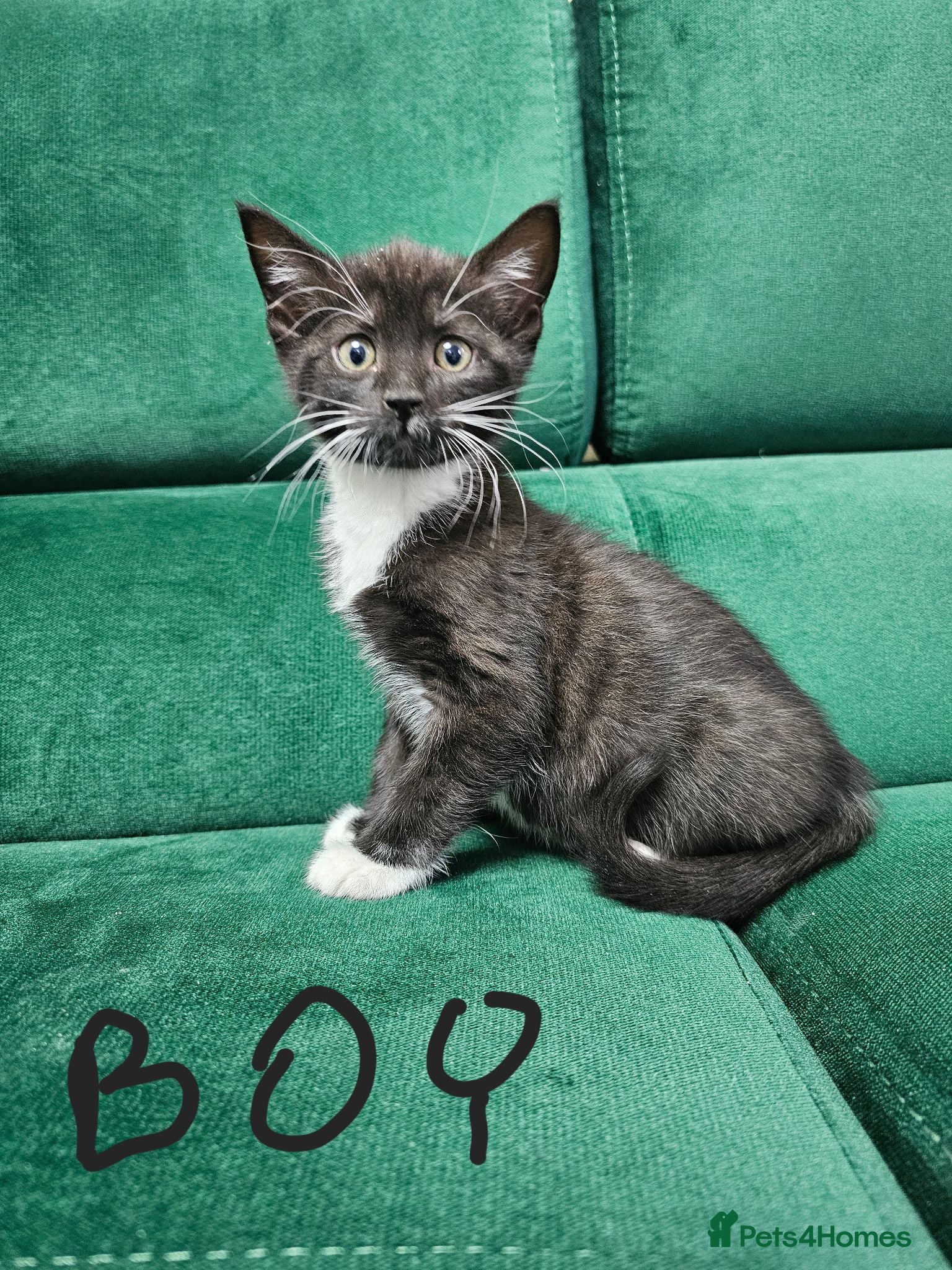 Mixed Breed cats Kittens ready for new home  - Advert 1