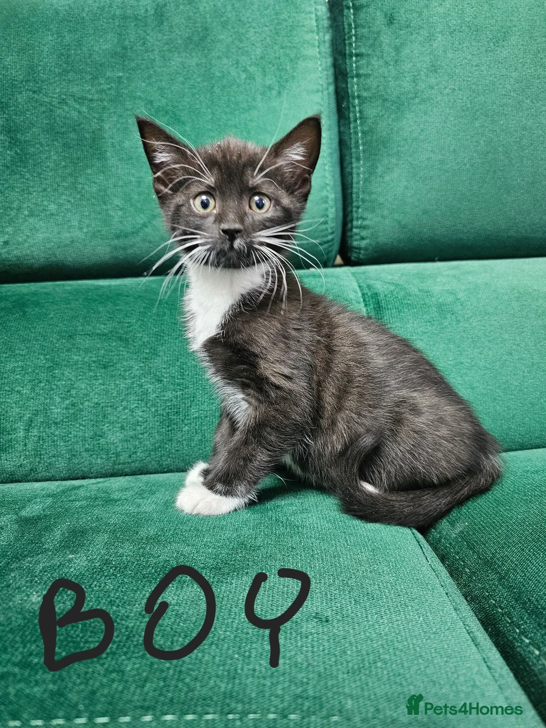 Mixed Breed cats for sale: Kittens ready for new home  - Advert 1