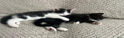 Mixed Breed cats for sale: Adorable kittens for sale - Advert 13