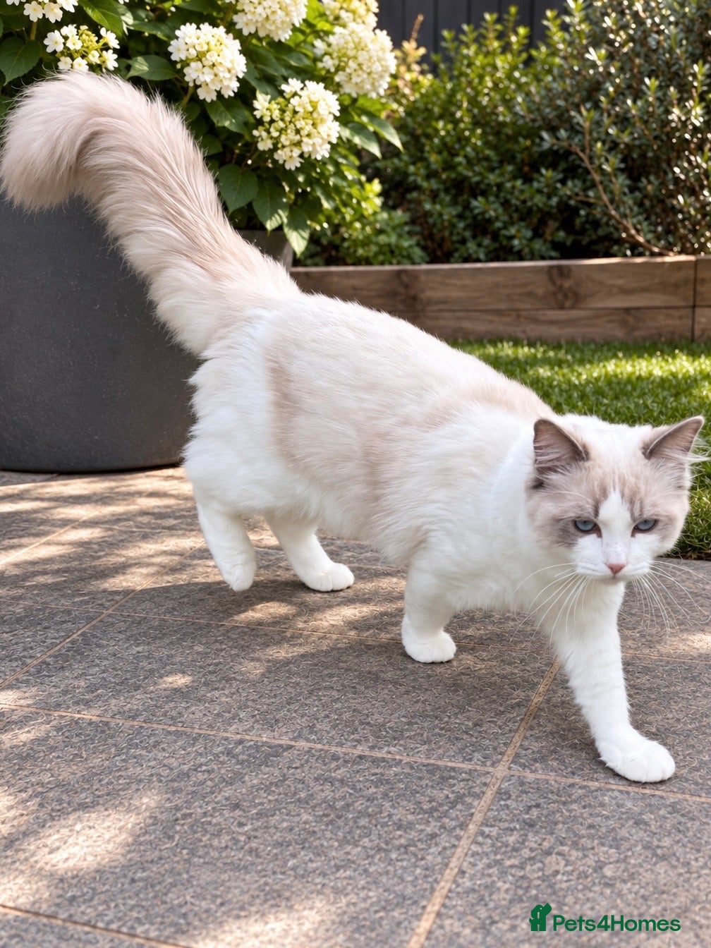 Ragdoll cats GCCF & TICA ACTIVE Blue Point & White Bicolour  - Advert 2