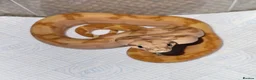 Boa Snake reptiles for sale: Boa constrictors  - Advert 3