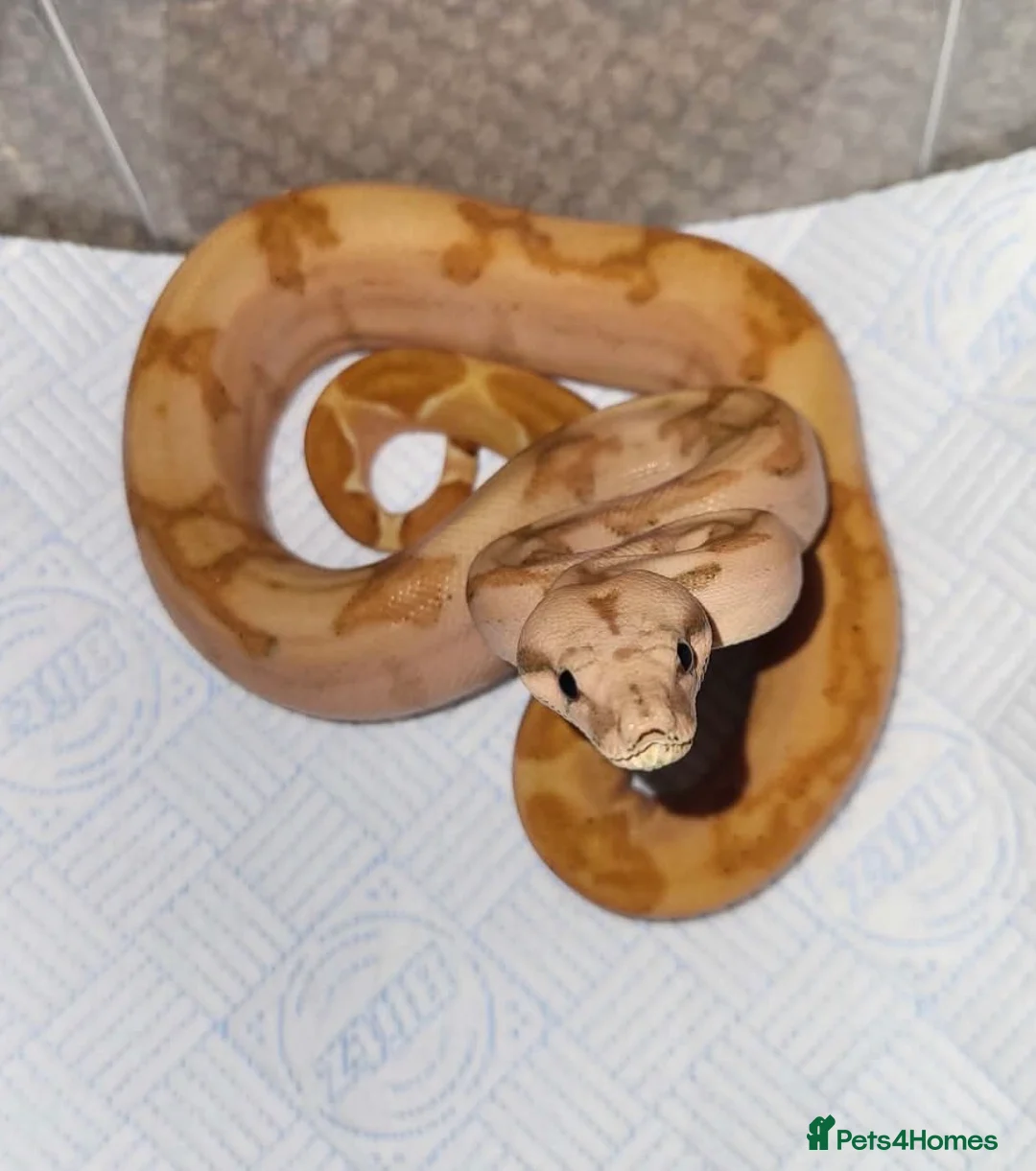 Boa Snake reptiles for sale: Boa constrictor with full set up  - Advert 1