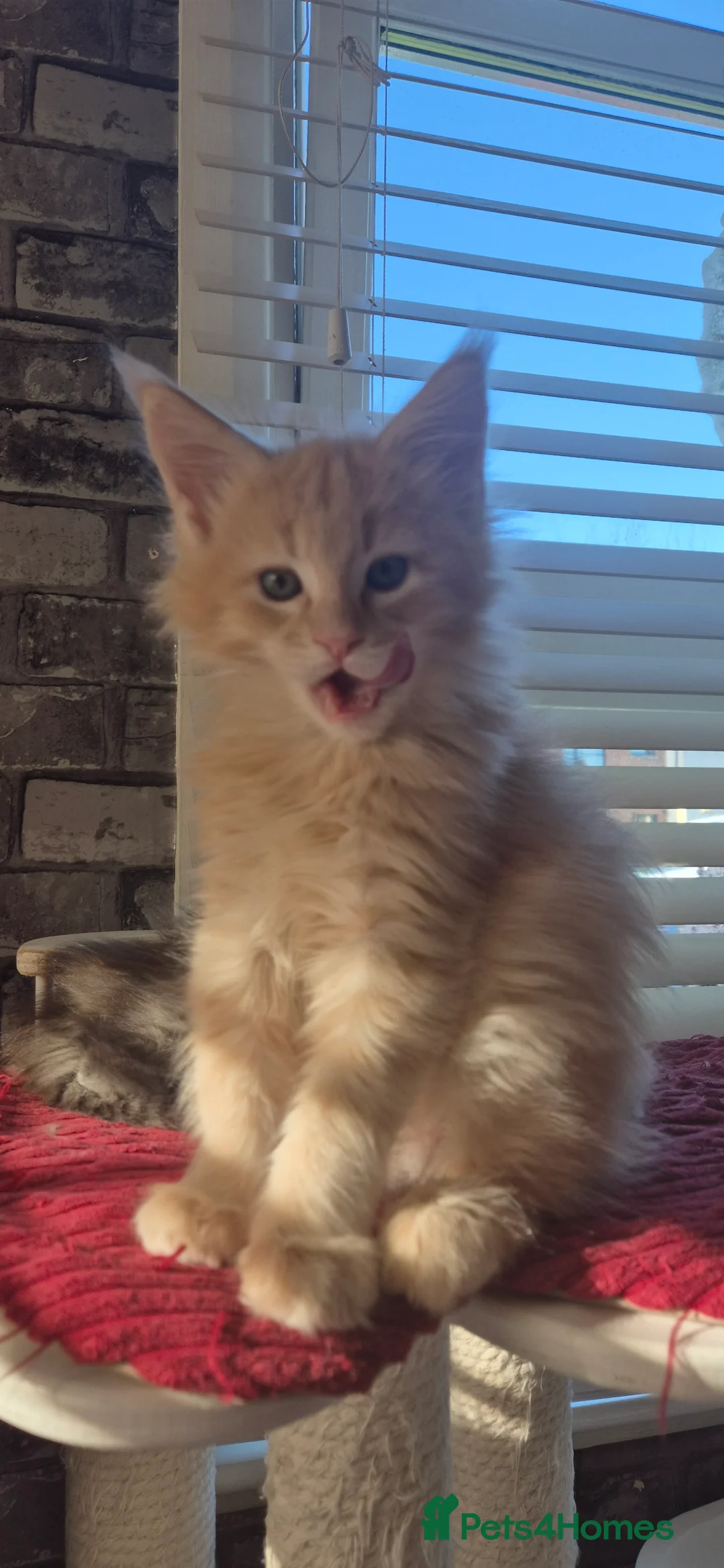 Maine Coon cats for sale: Maine Coon kittens  - Advert 18