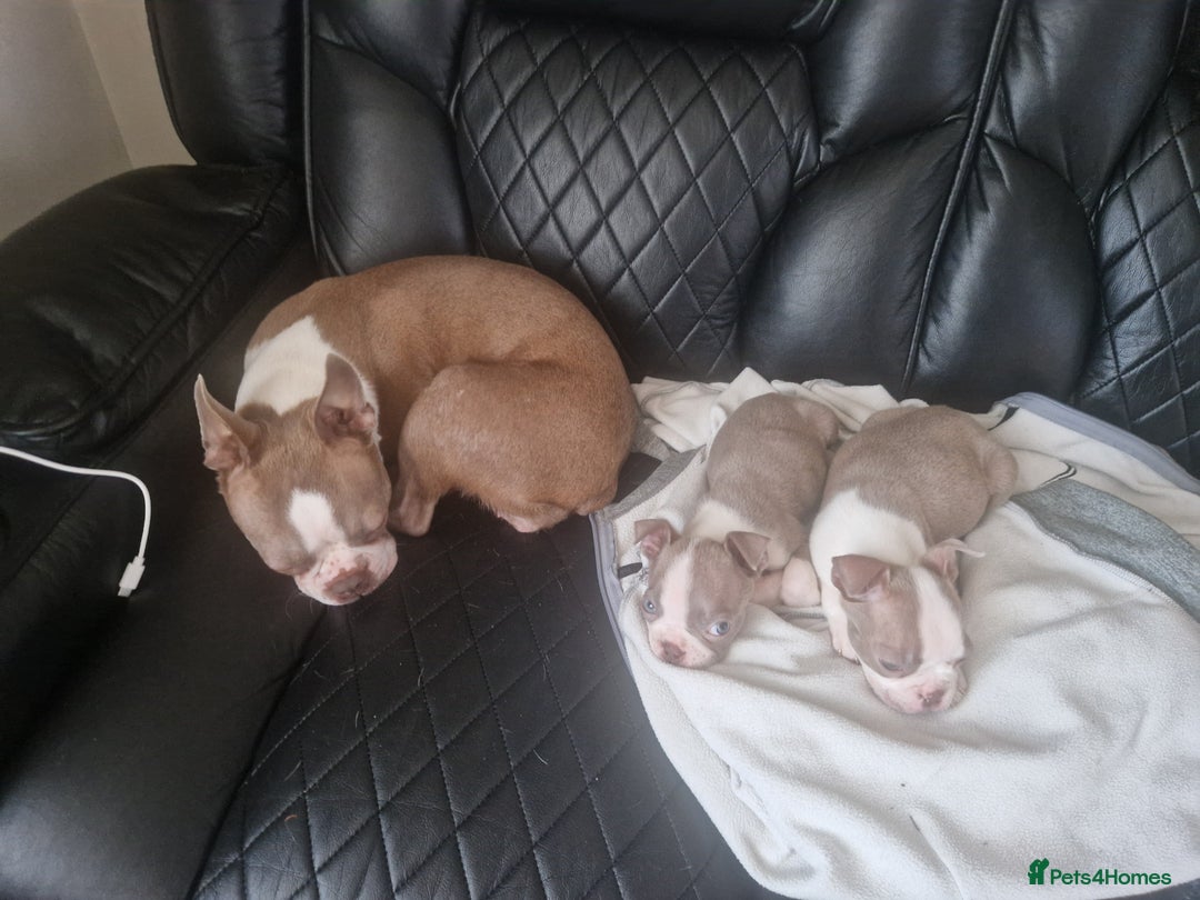 Boston Terrier dogs for sale: Stunning Champagne boston bitch for sale  - Advert 7