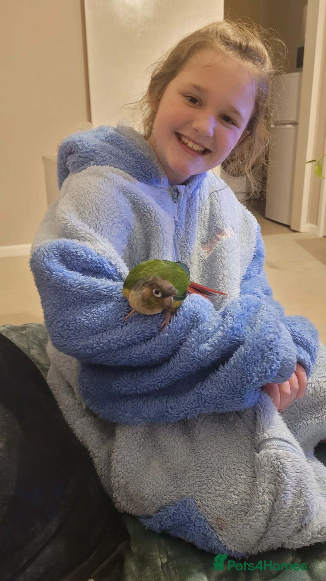 Conures birds for sale: Male yellow sided green cheek conure . in Saffron Walden - Advert 2