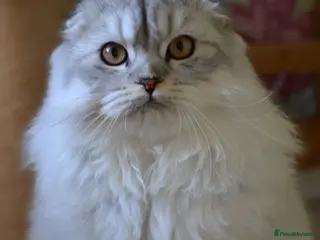 Scottish Fold cats Scottish fold boy available .❤️ - Advert 16