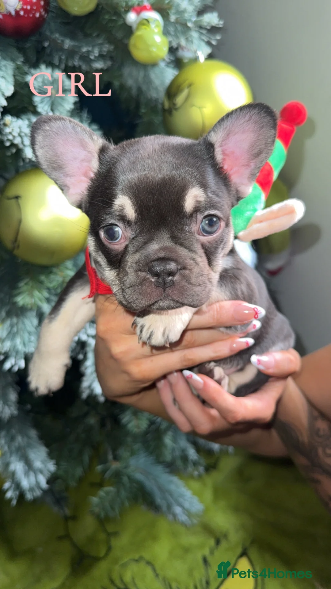 French Bulldog dogs for sale: ✨PRICE DROP!🐾3 Beautiful French Bulldog Puppies🐾 - Advert 4