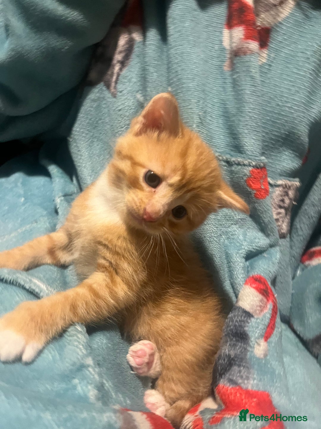 Mixed Breed cats for sale: Orange kitties 💕🍊 - Advert 13