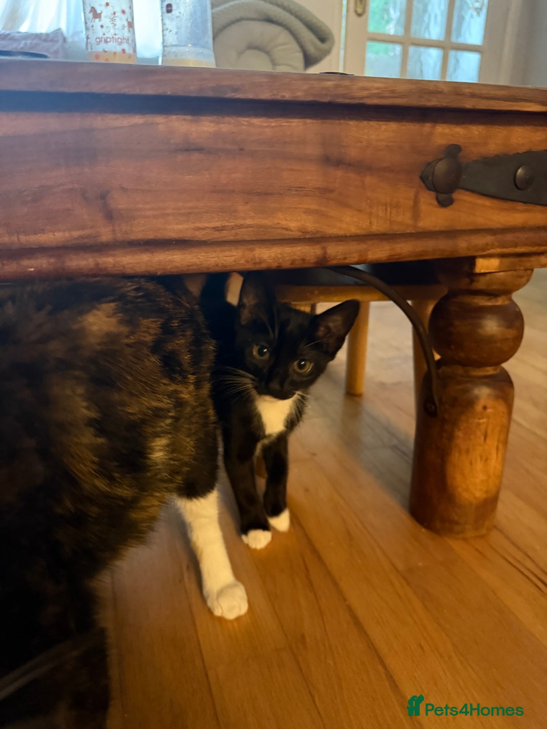 Mixed Breed cats for sale: Black and white kittens for sale - Image 2