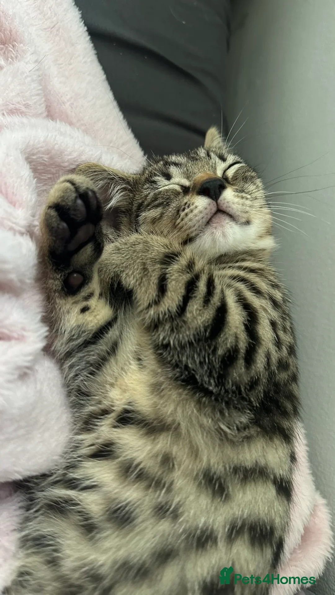 Bengal cats for sale: Meet Chika a mix of bengal and shorthair in London - Advert 1