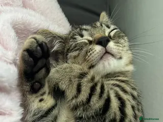 Bengal cats Meet Chika a mix of bengal and shorthair - Advert 1