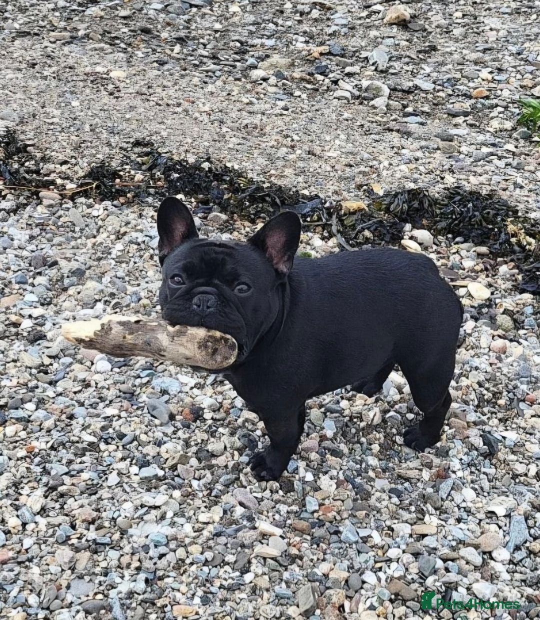 French Bulldog dogs Black Female  - Advert 11