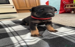 Mixed Breed dogs for sale: Belgium shepherd cross Rottweiler Labrador  - Image 17