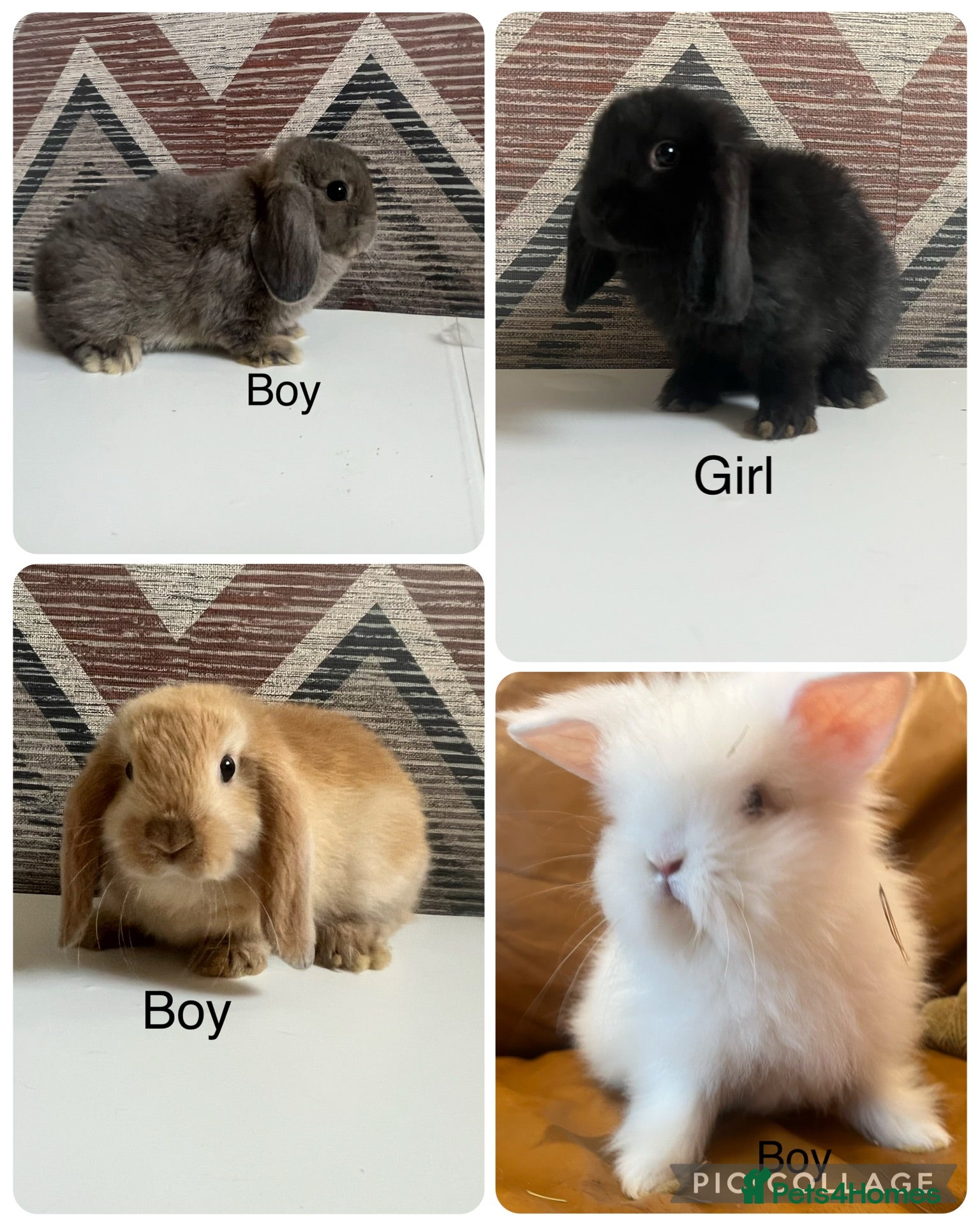 Lionhead rabbits mini lops  ready to  reserve  - Advert 1