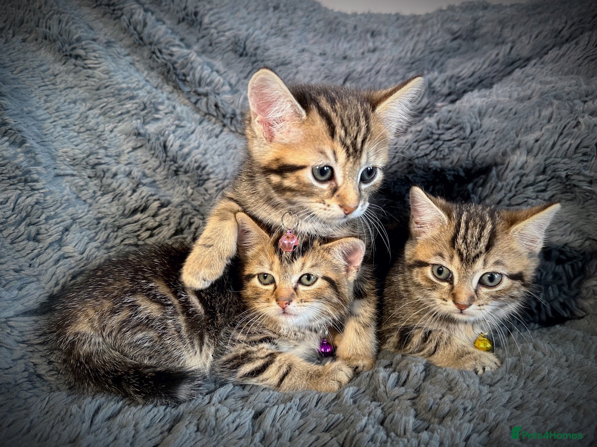 Mixed Breed cats 5 beautiful kittens  - Advert 2