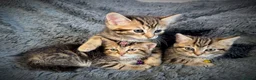 Mixed Breed cats for sale: 5 beautiful kittens  - Advert 2