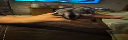 Sugar Glider rodents for sale: Sugar glider - Advert 5