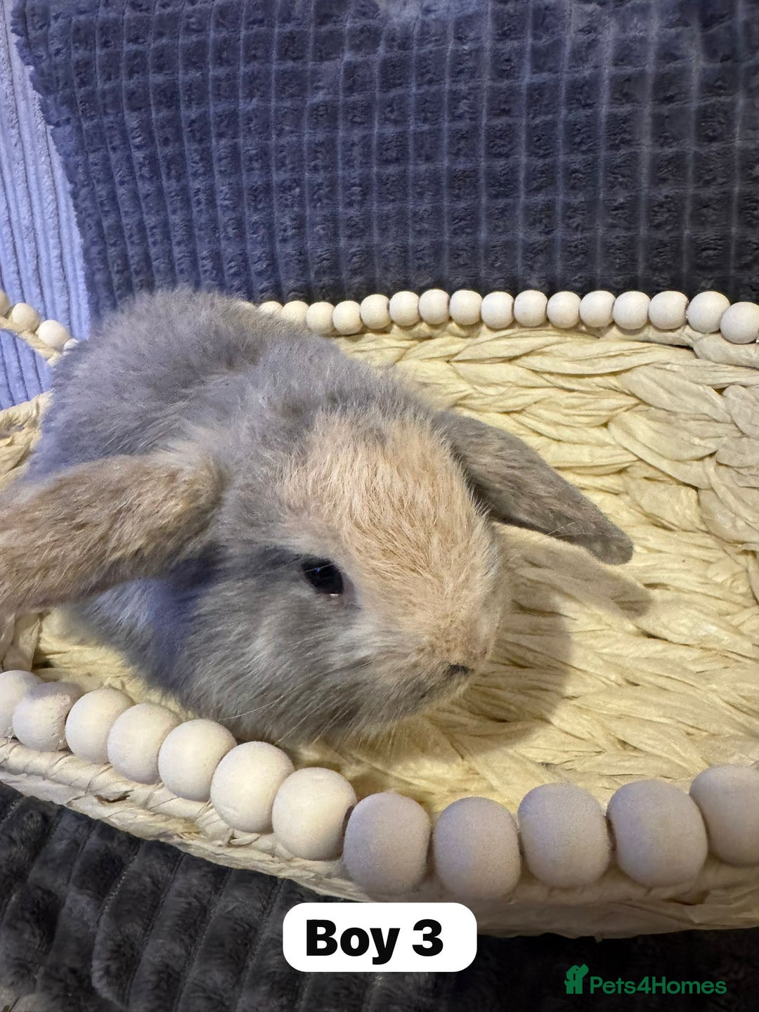 Mini Lop rabbits for sale: ✨ Beautiful Lops ✨  - Advert 4