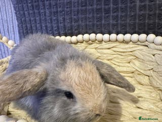 Mini Lop rabbits ✨ Beautiful Lops ✨ - Advert 1